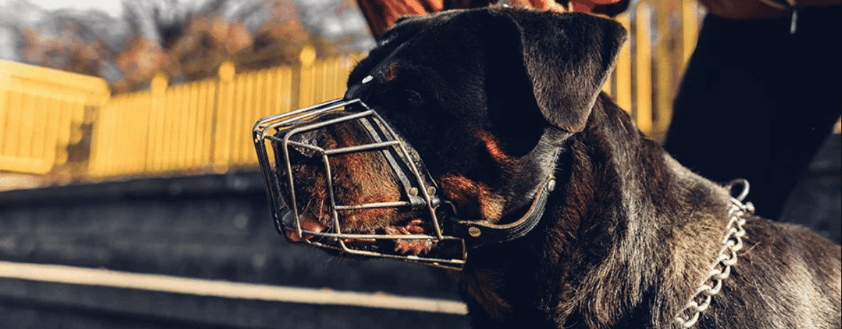 Beste Muilkorven Voor Honden In Koopgids Hondenpagina